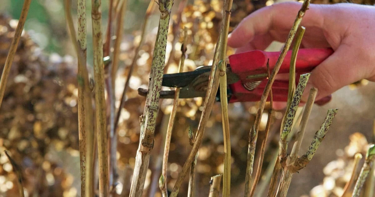 Tagliare le ortensie: il momento giusto per fioriture spettacolari