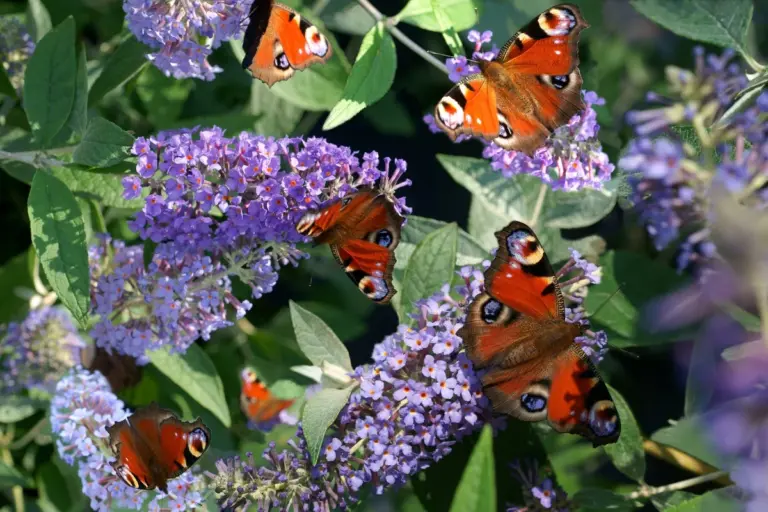 Taglio estivo della Buddleja: questo trucco la farà fiorire più rigogliosa che mai