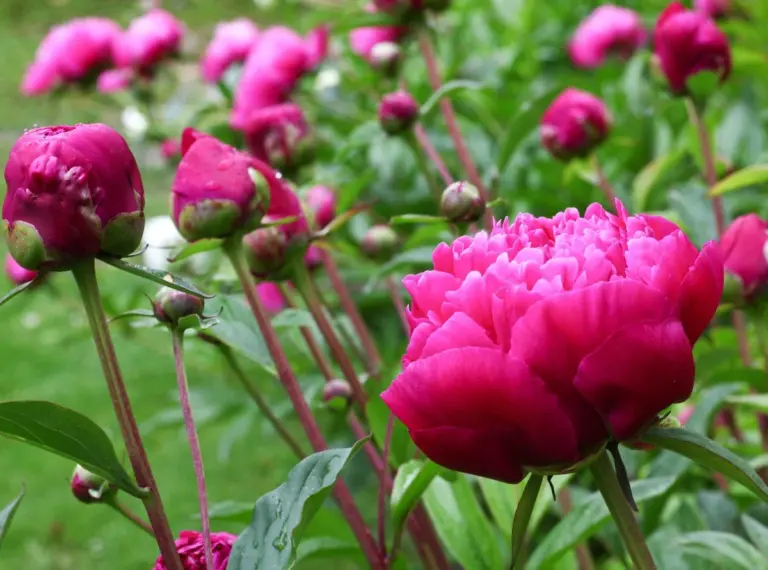Tre scelte di fiori che ingannano le api: ecco cosa piantare al loro posto per un giardino rigoglioso