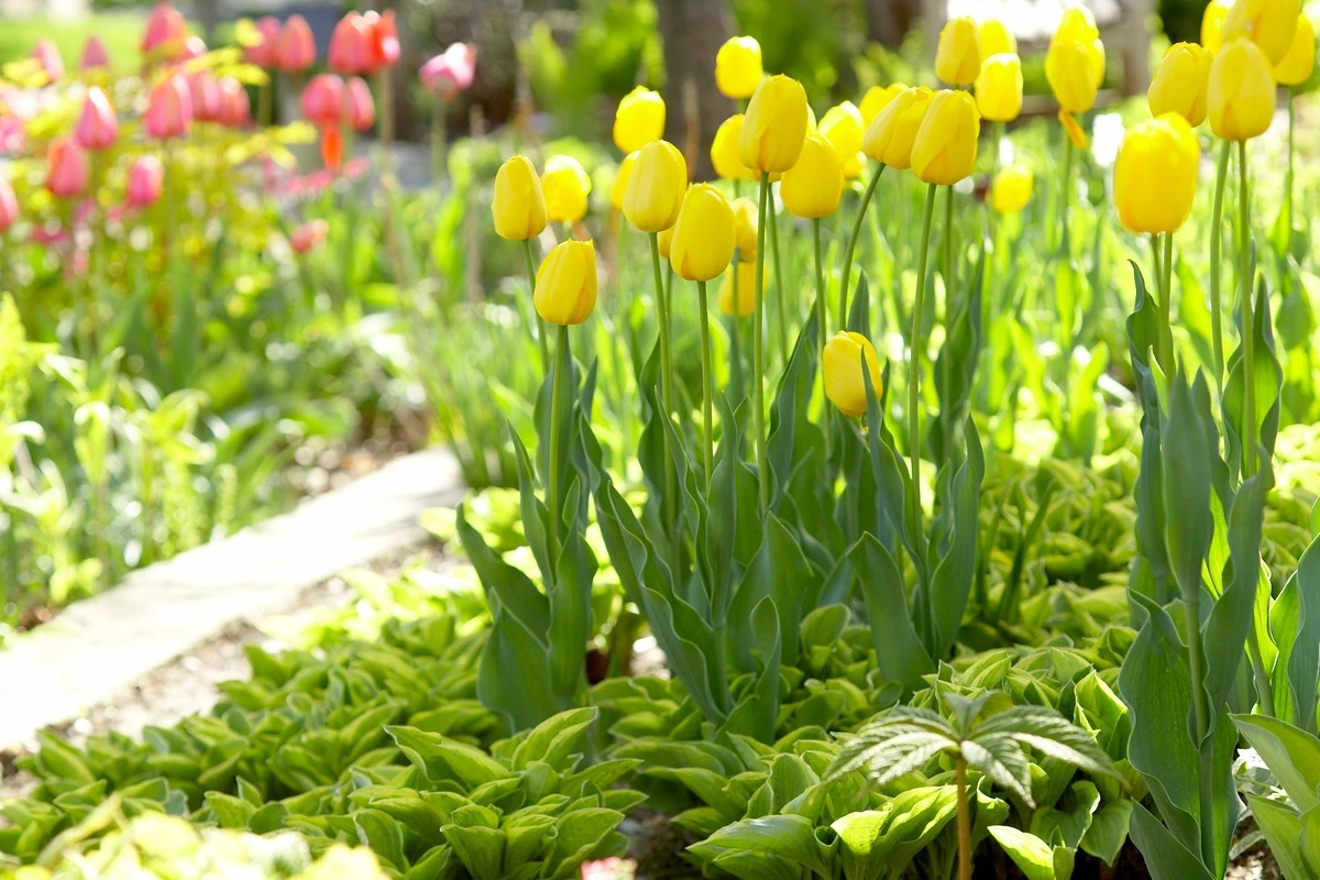 Tulipani primaverili: puoi ancora fiorire se hai mancato l'autunno?