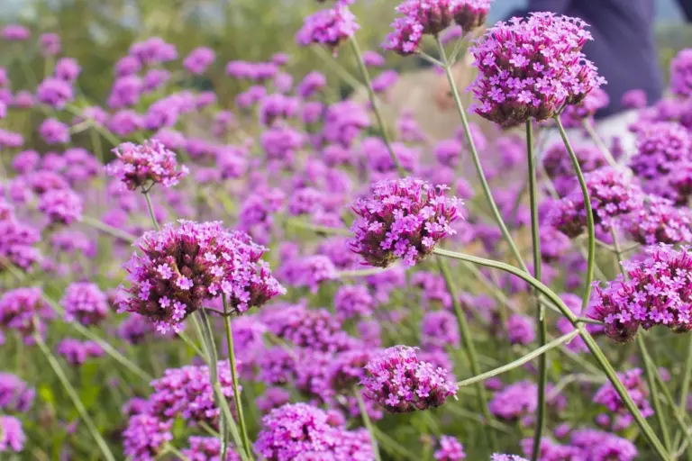 11 Piante perenni che richiedono poca acqua: il giardino fiorito senza fatica
