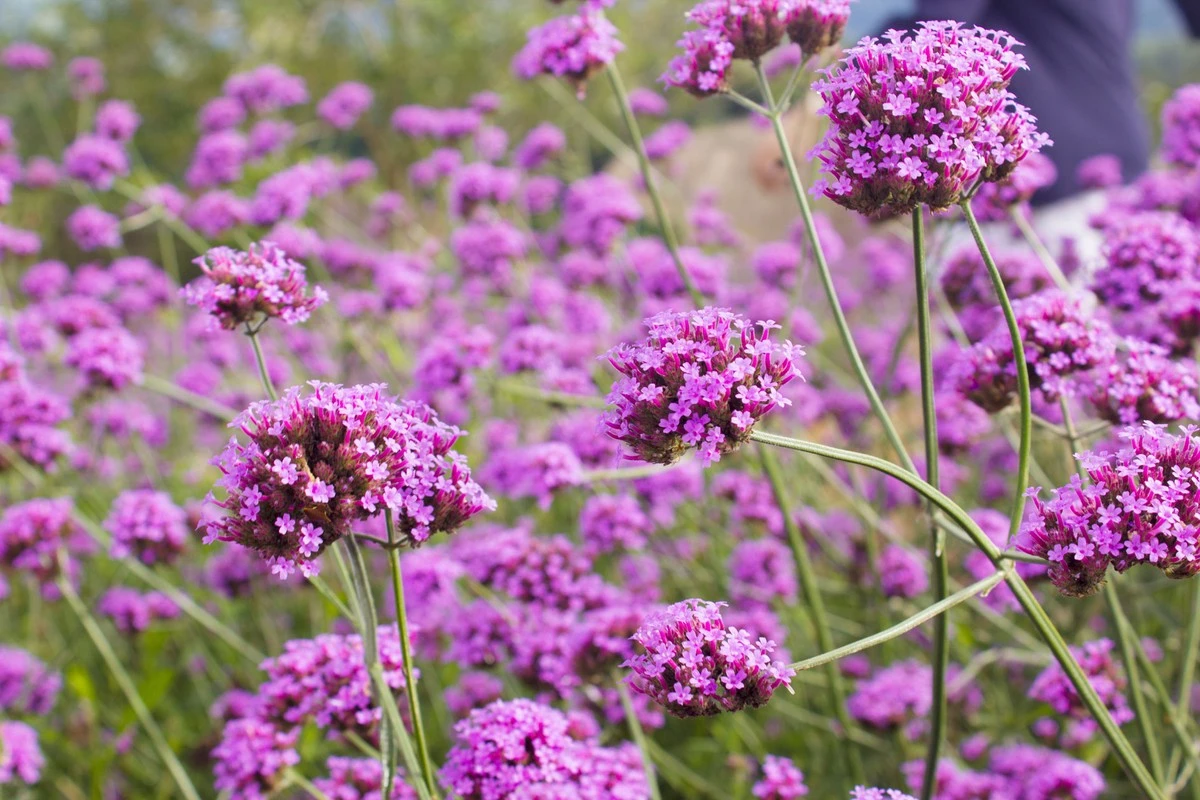 11 Piante perenni che richiedono poca acqua: il giardino fiorito senza fatica