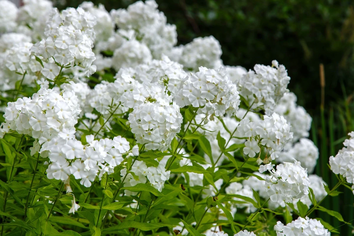 12 Piante Perenni Bianche: Eleganza e Semplicità per il Tuo Giardino