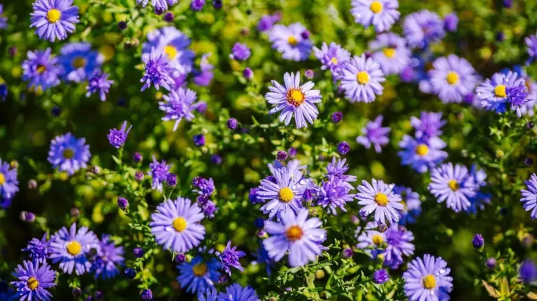 13 piante perenni viola perfette per un giardino da sogno: fioritura abbondante, attirano insetti e richiedono poca cura