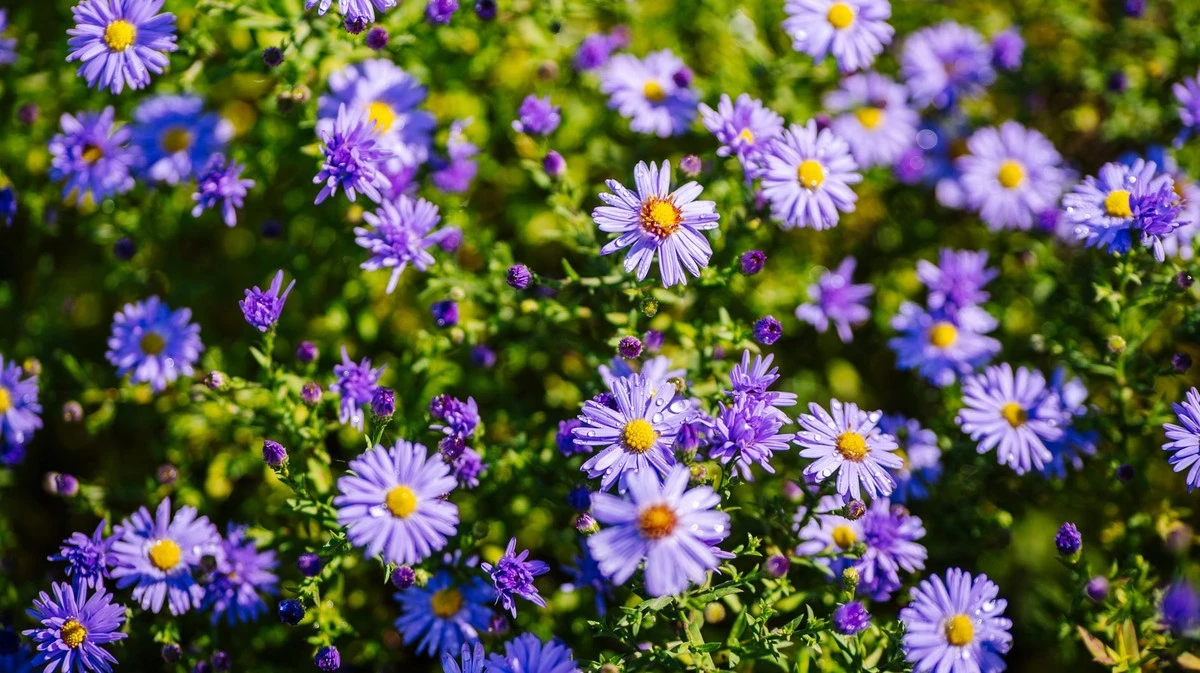 13 piante perenni viola perfette per un giardino da sogno: fioritura abbondante, attirano insetti e richiedono poca cura