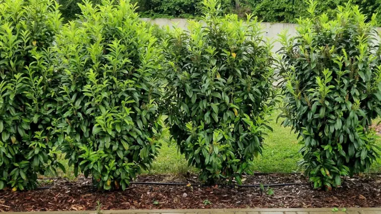 3 piante a crescita rapida per creare la tua oasi di privacy in giardino