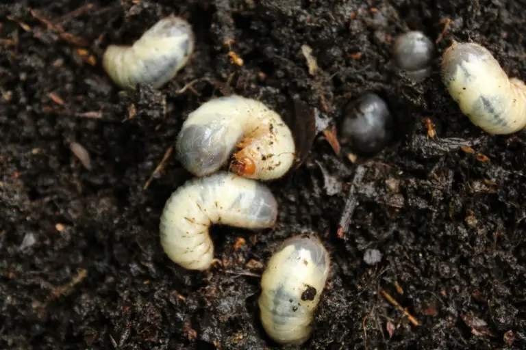 3 piante che gli enigrafi odiano: le tue alleate naturali per un giardino protetto