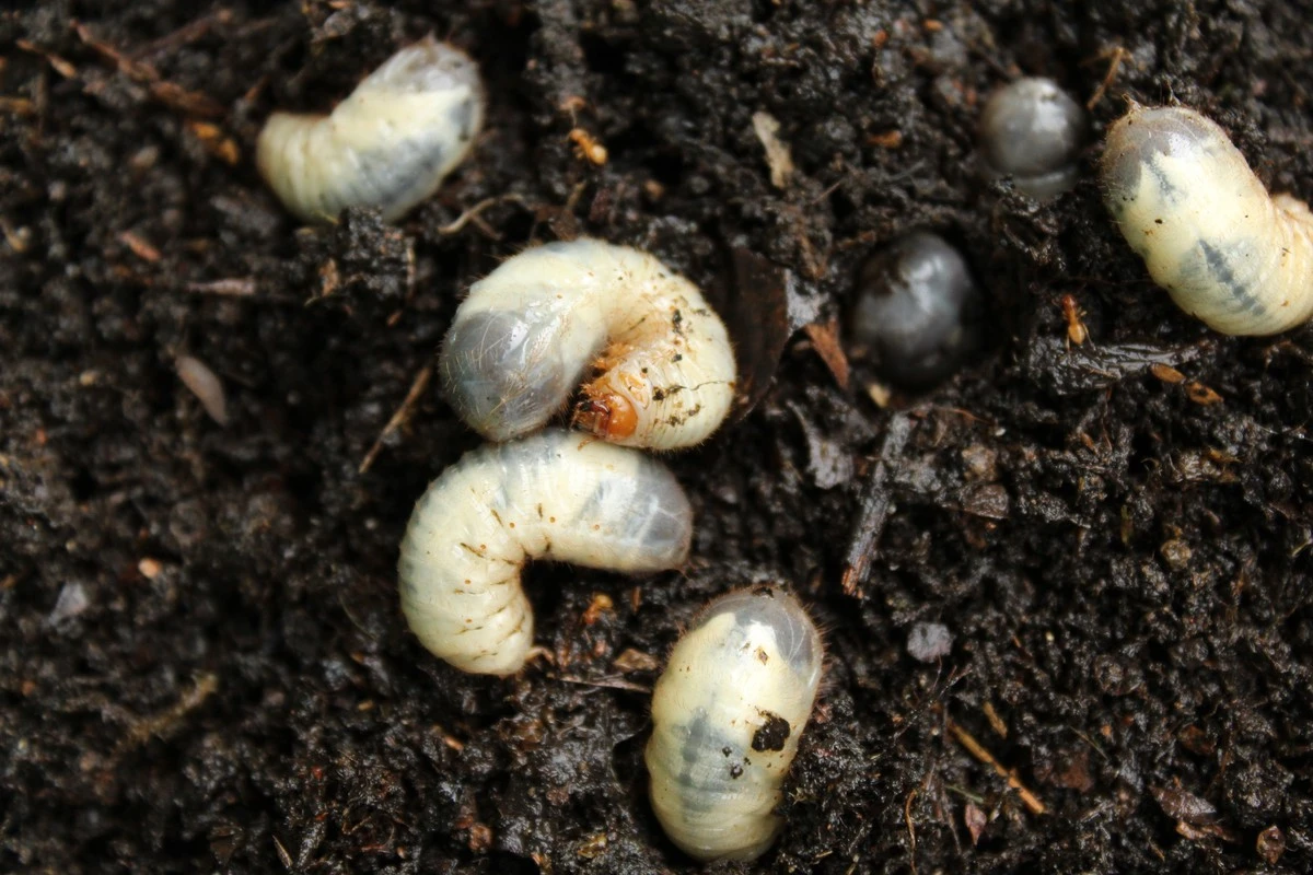 3 piante che gli enigrafi odiano: le tue alleate naturali per un giardino protetto