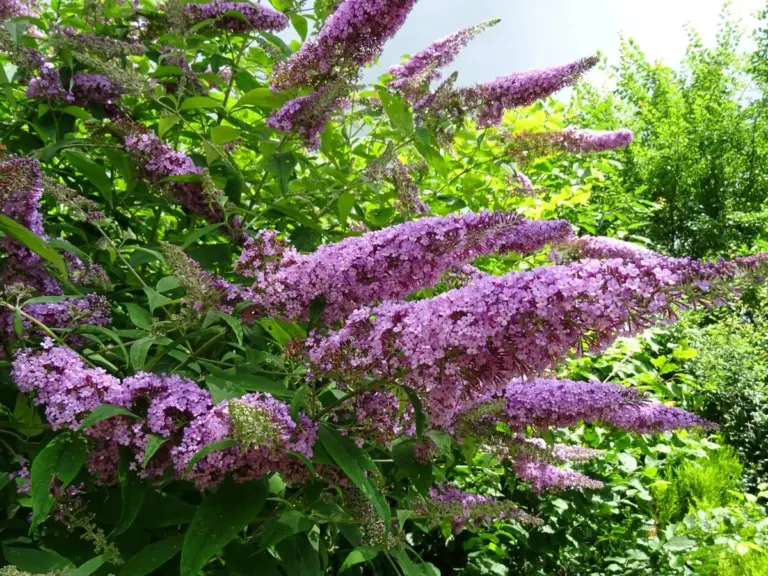 3 piante che stanno distruggendo il tuo giardino (e il Lauroceraso è una di queste)