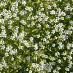 5 Erbe Coprenti Resistenti perenni che puoi calpestare: Finalmente un Giardino Semplicissimo e Bello