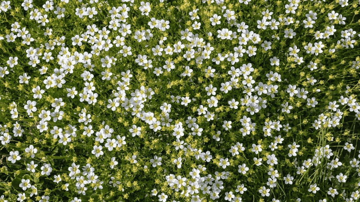 5 Erbe Coprenti Resistenti perenni che puoi calpestare: Finalmente un Giardino Semplicissimo e Bello