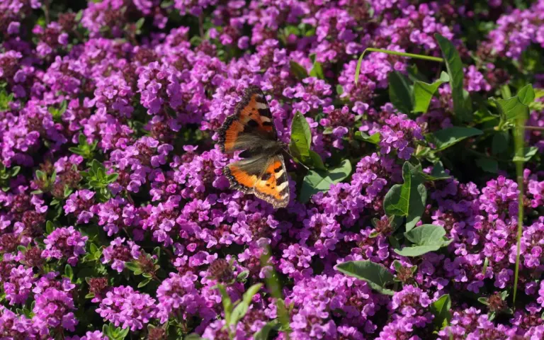 5 Fiori che Sovrastano l'Erba: Trasforma il Tuo Giardino in un Tappeto di Colori