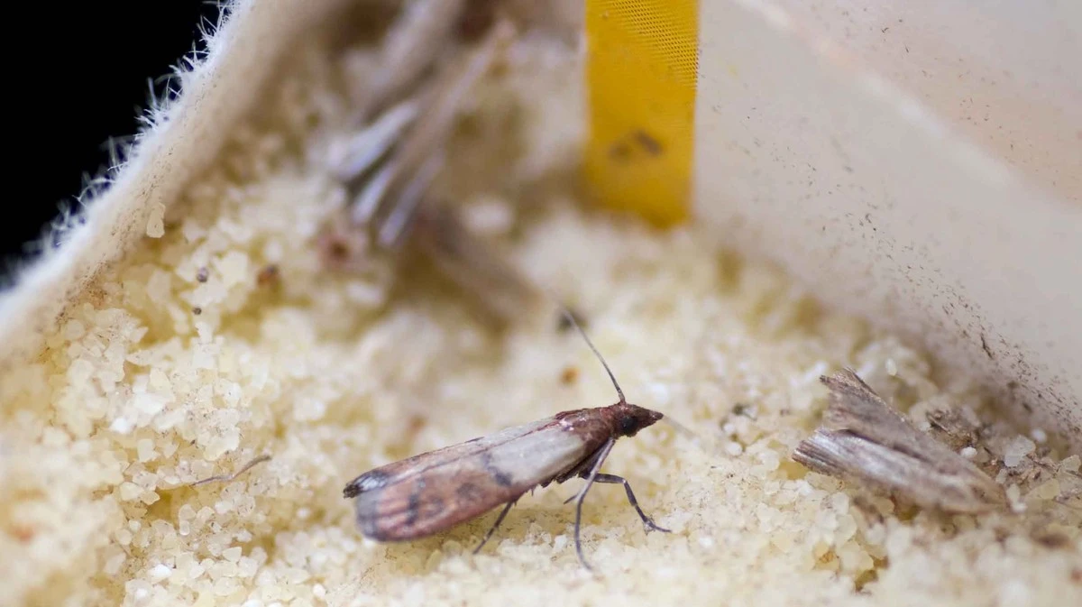 5 parassiti comuni in cucina: come riconoscerli e liberarsene con rimedi naturali