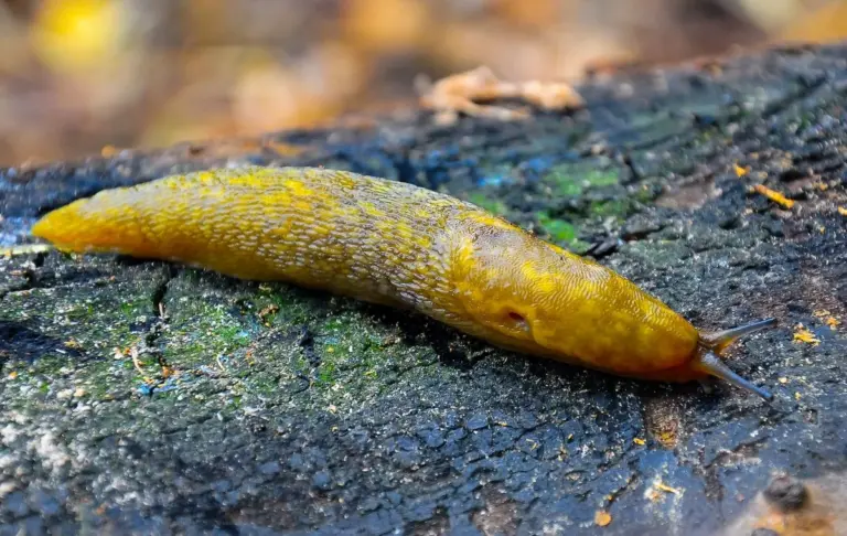 Bierschnegel: perché trovare questa lumaca nel tuo giardino è un segnale importante e cosa fare