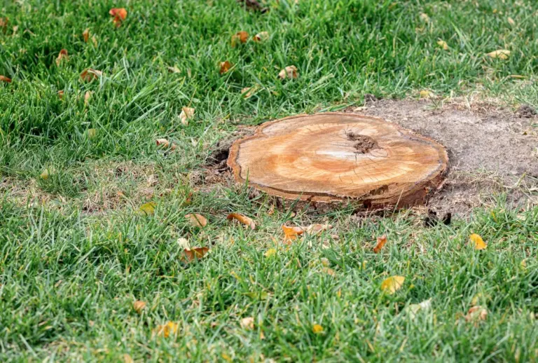 Come eliminare un ceppo d'albero in modo sicuro: 5 soluzioni efficaci