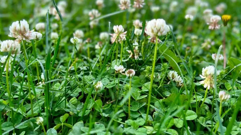 Erba Gialla e Poca Crescita? Potrebbe Essere Mancanza di Azoto (Ecco Come Capirlo)