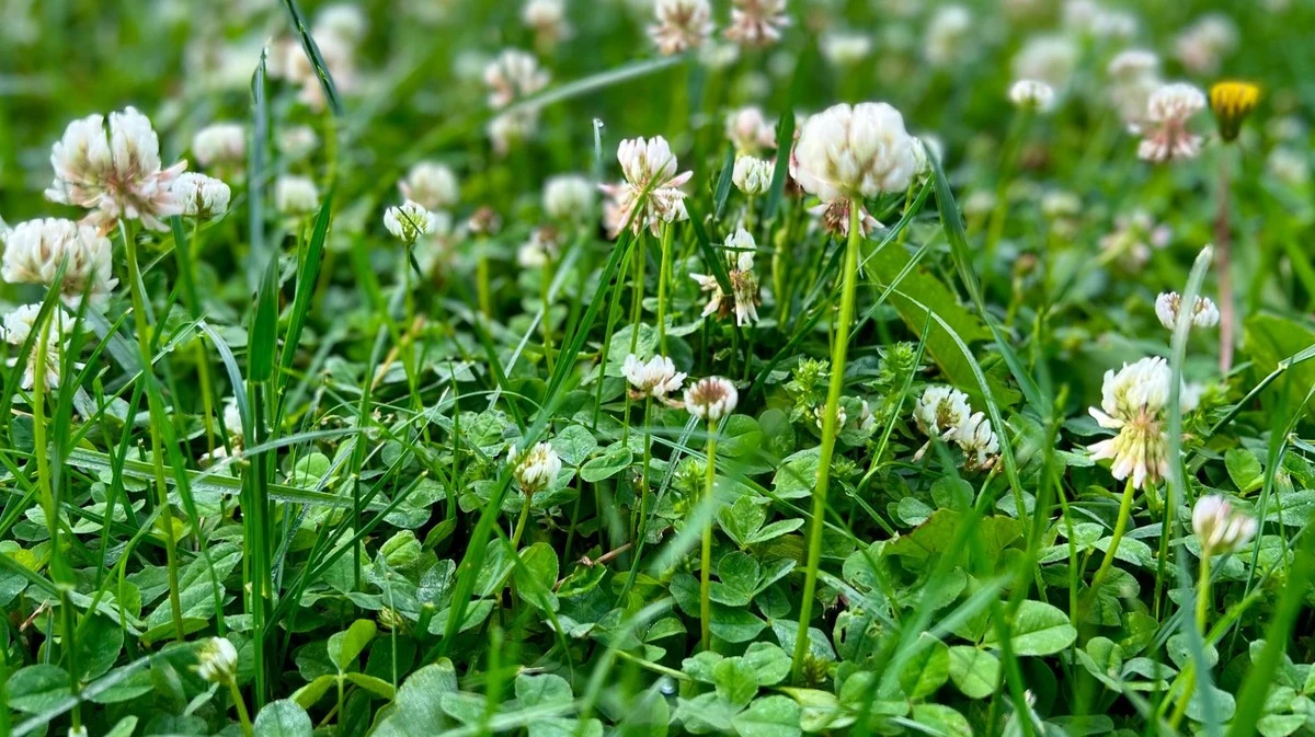 Erba Gialla e Poca Crescita? Potrebbe Essere Mancanza di Azoto (Ecco Come Capirlo)