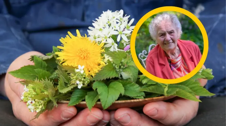 Erbe spontanee: la pianta del tuo giardino è più salutare degli spinaci