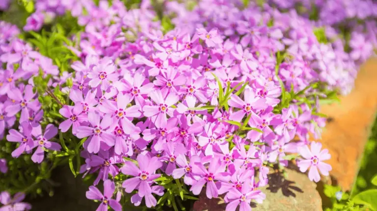 Fiori al posto delle erbacce: queste piante tappezzanti a fiori scacciano il nasturzio e i suoi simili
