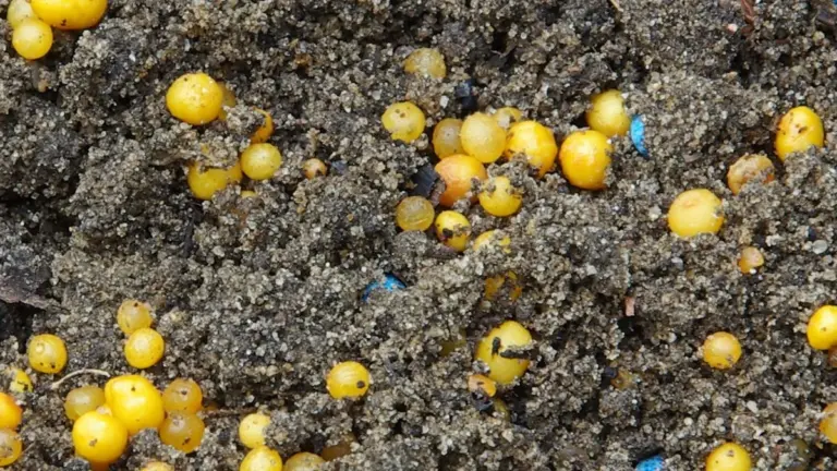 Gelbe Kügelchen nel terriccio: concime o uova di lumaca? La guida definitiva.
