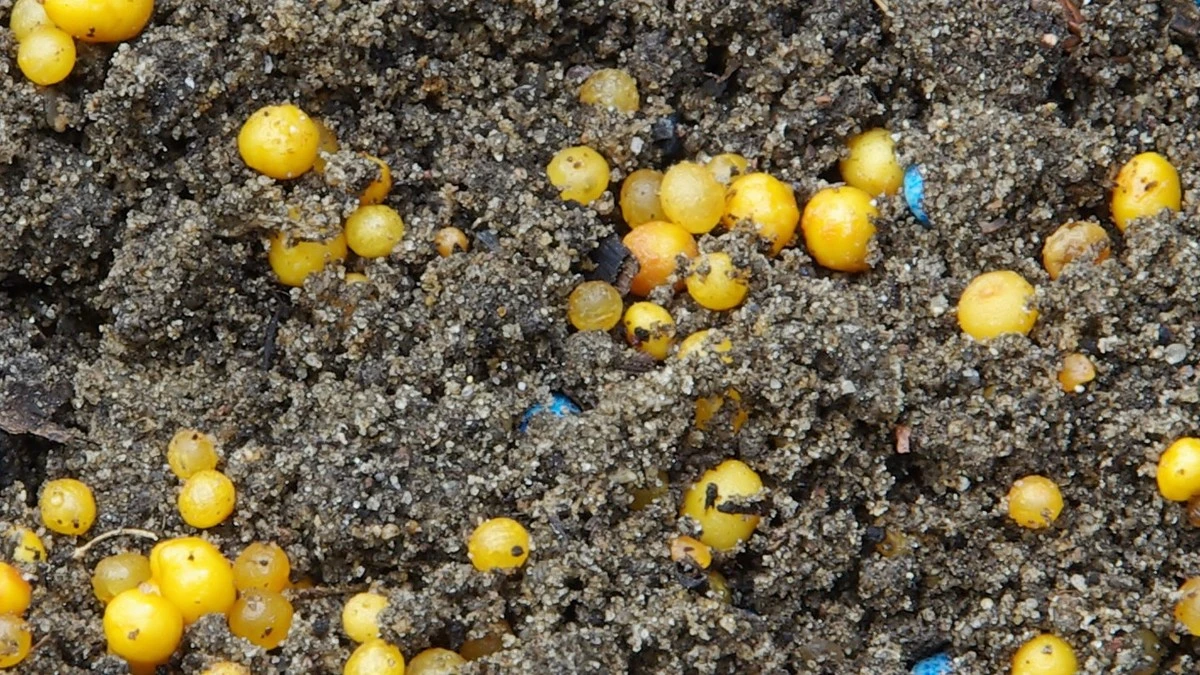 Gelbe Kügelchen nel terriccio: concime o uova di lumaca? La guida definitiva.