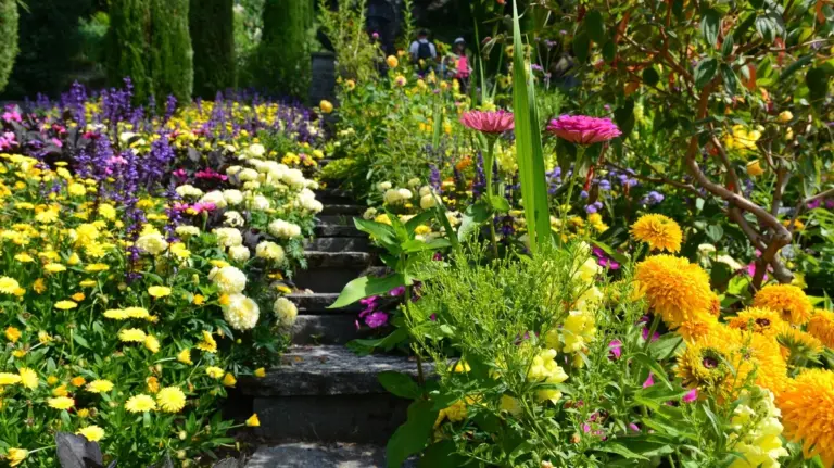 Giardino in fiore due volte l'anno: 7 piante perenni che rifioriscono in estate