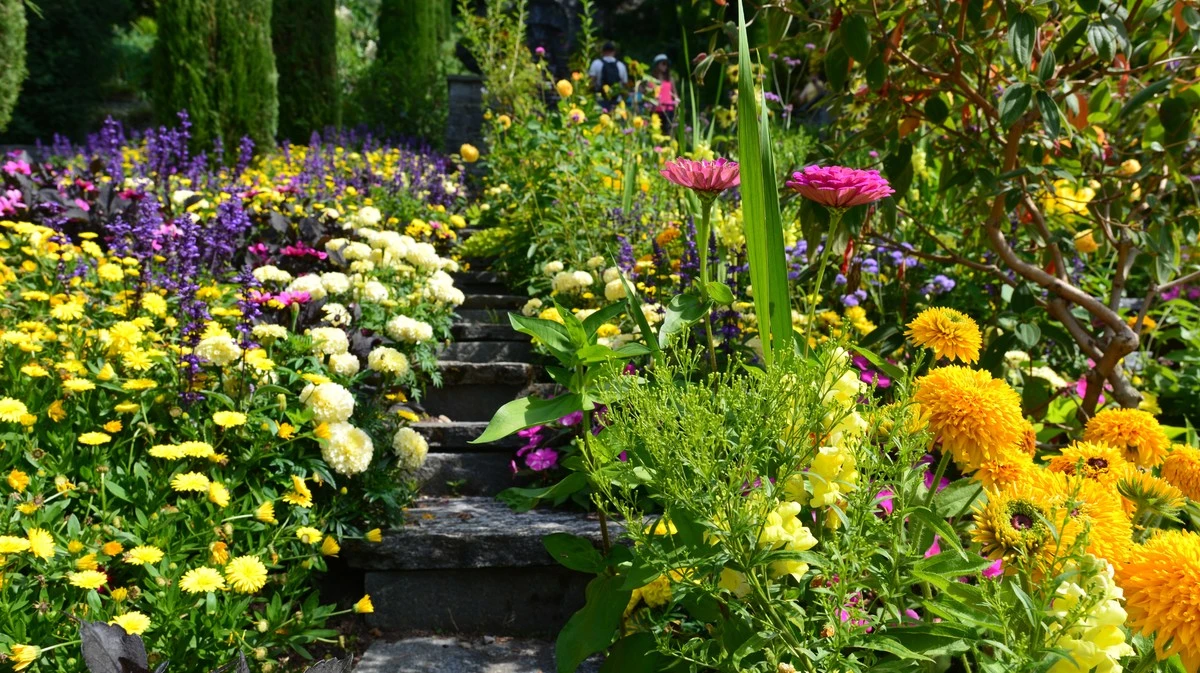 Giardino in fiore due volte l'anno: 7 piante perenni che rifioriscono in estate