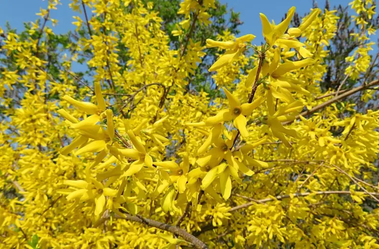 I 3 arbusti più popolari che stanno distruggendo il tuo giardino (e i tuoi nervi)