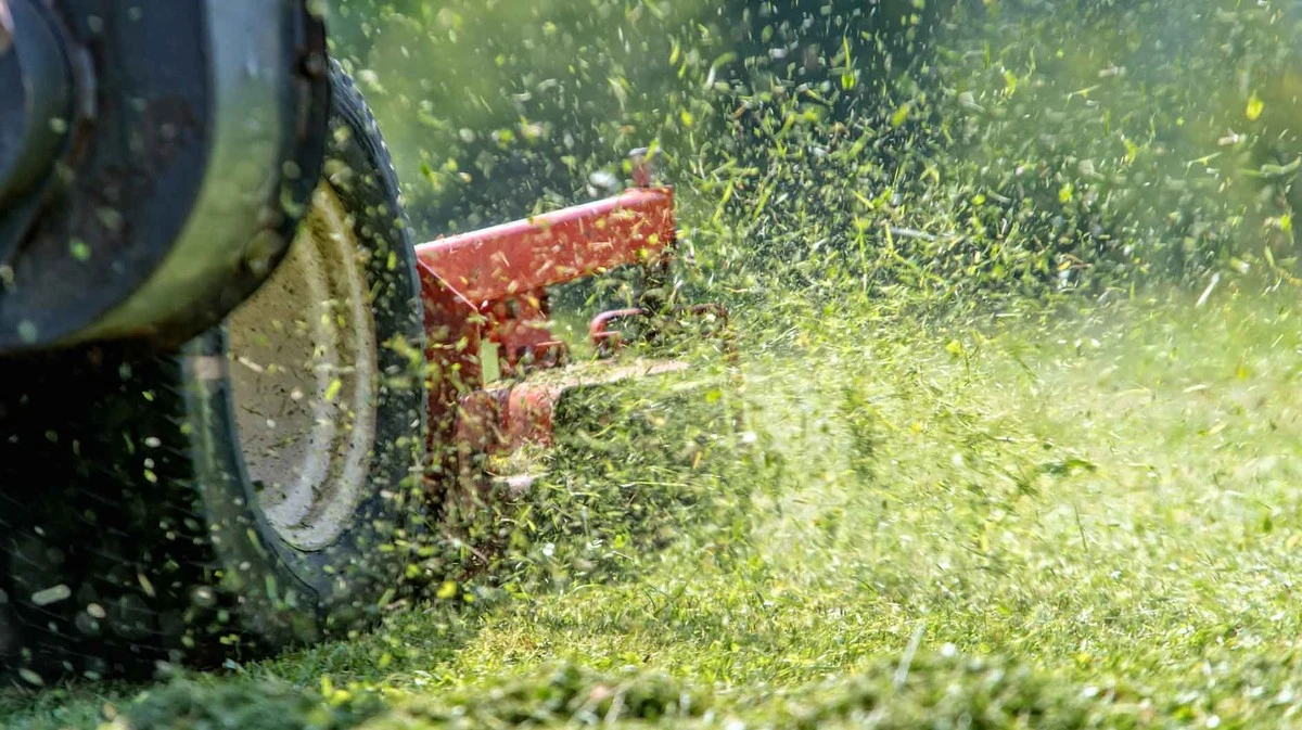 I 3 errori che stai facendo con il tuo prato e che favoriscono le erbacce