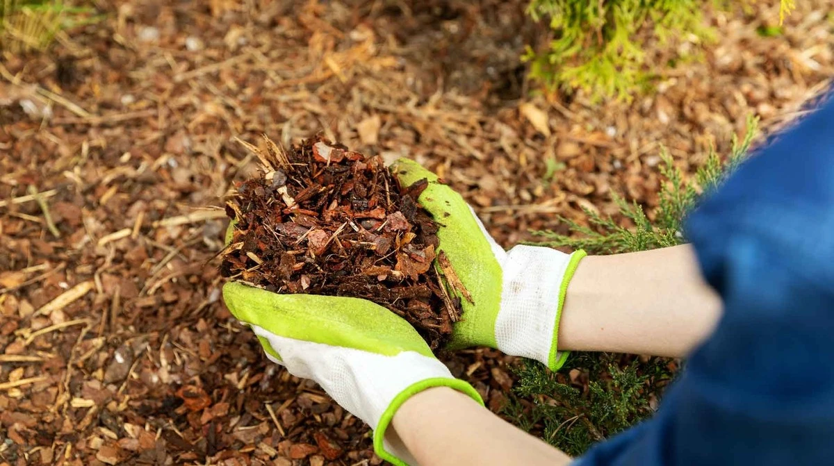Il segreto dei giardinieri esperti: questo semplice trucco del tuo giardino ti libererà dalle erbacce per sempre