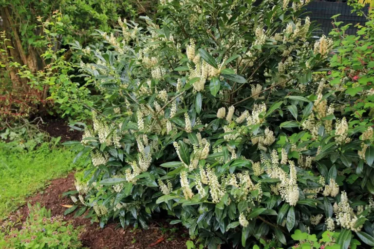 Kirshlorbeer e non solo: 3 piante che stanno rovinando il tuo giardino