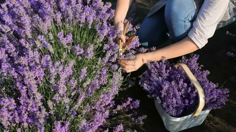 Lavanda in giardino: questo è il momento di agire per fiori rigogliosi