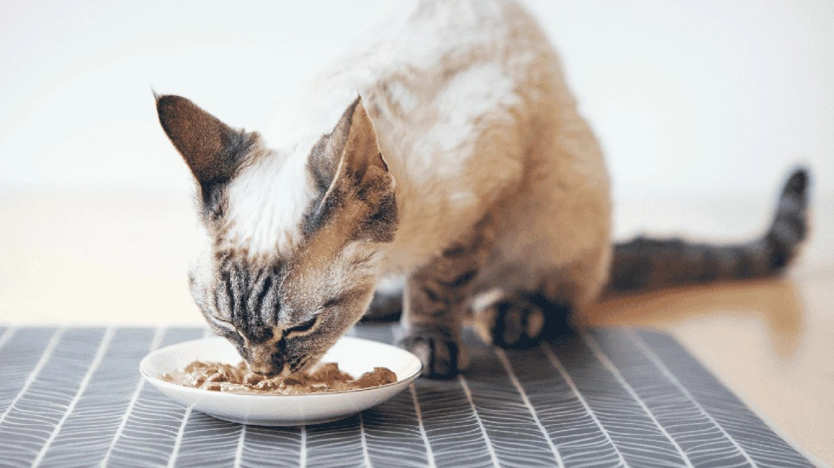 Lavare le ciotole degli animali in lavastoviglie: igienico o pericoloso?