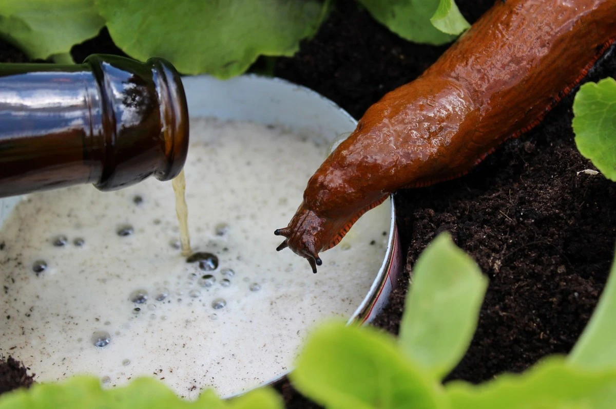 L'esperto di giardini: "Una trappola per lumache alla birra è un grosso errore!"