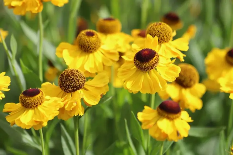 Otto fiori gialli che attireranno insetti e allegria nel tuo giardino