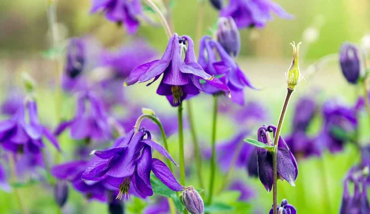 Piante anti-lumaca: 6 specie che le lumache evitano come la peste