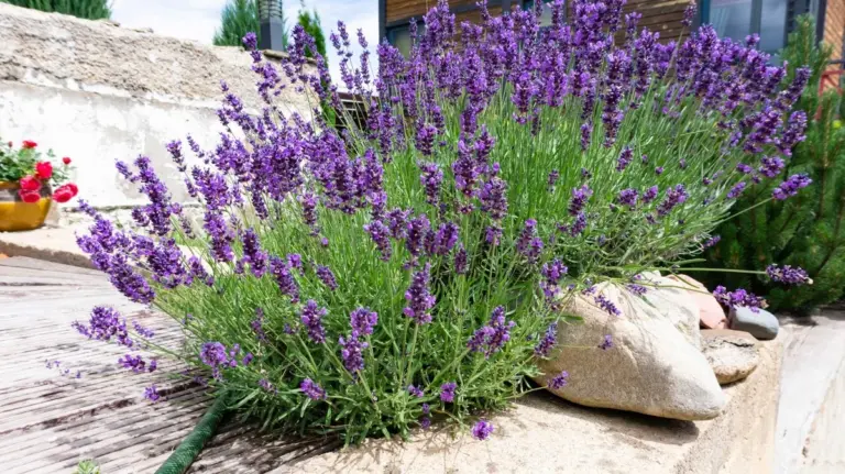 Questo errore comune rovina la fioritura della lavanda: ecco cosa non fare