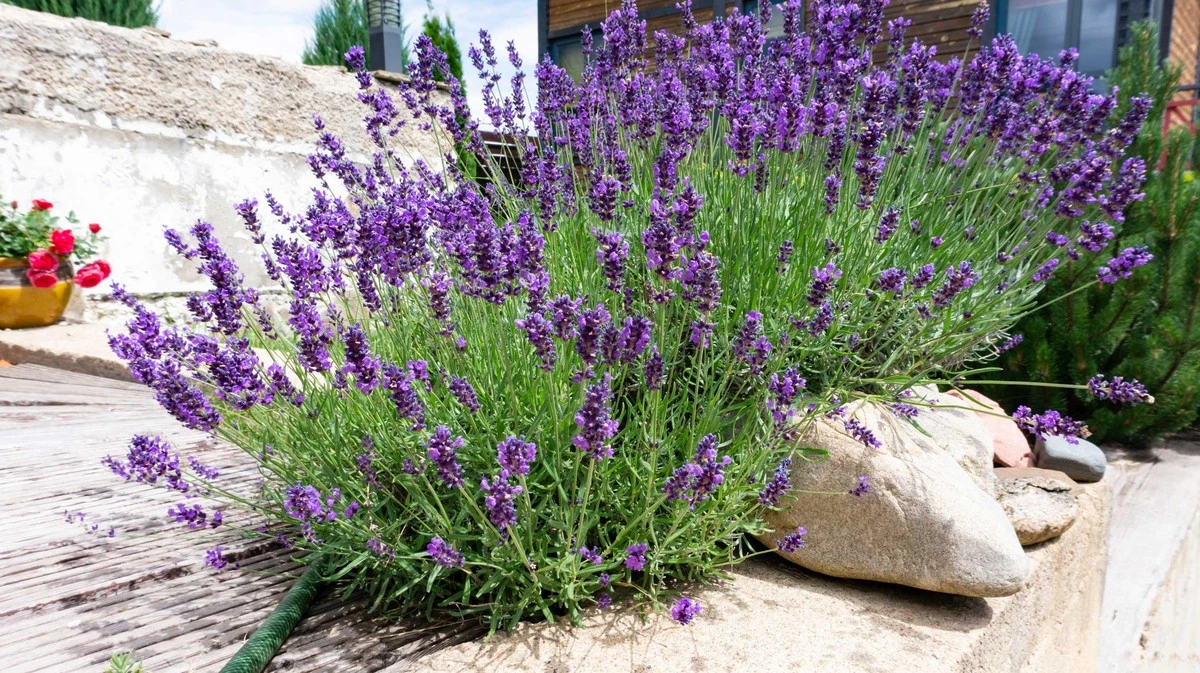 Questo errore comune rovina la fioritura della lavanda: ecco cosa non fare