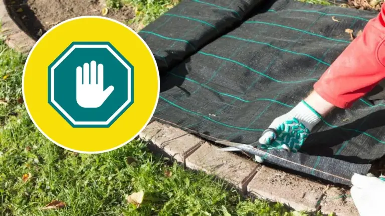 Scopri il segreto dell'orto: come il pacciame rivoluziona il tuo giardino