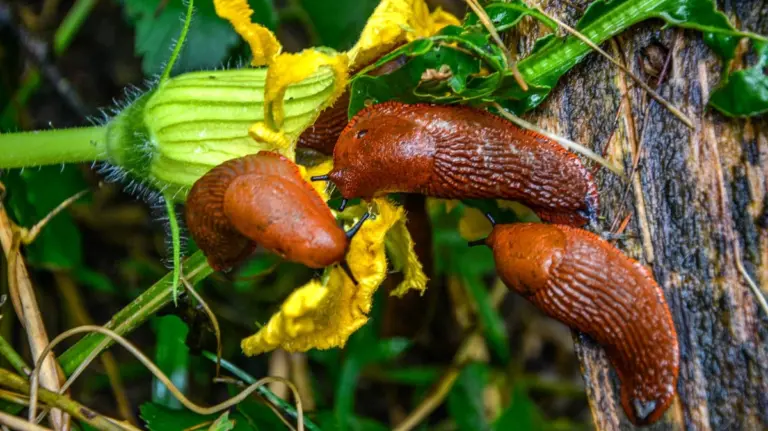 Segreti anti-lumache: rimedi casalinghi efficaci per proteggere il tuo giardino