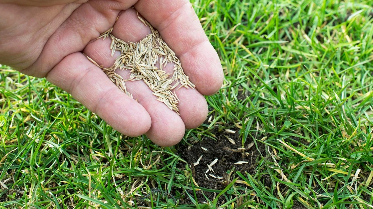Semina il prato a marzo? Cosa devi sapere per un prato perfetto