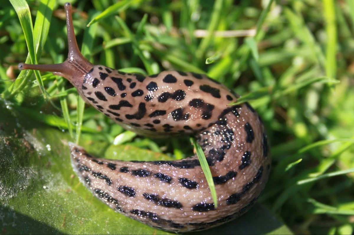 Tigerschnegel: la lumaca che ti fa vincere la lotteria in giardino